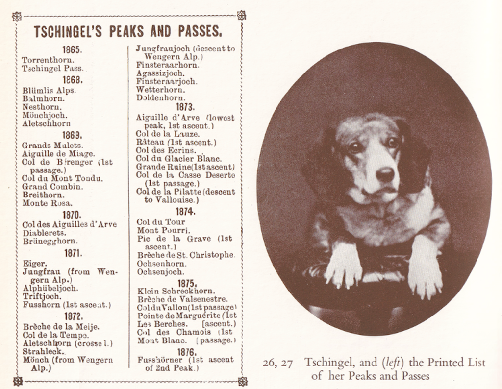 Portrait of Tschingel, the Victorian mountaineering dog, with a list of her Peaks and Passes